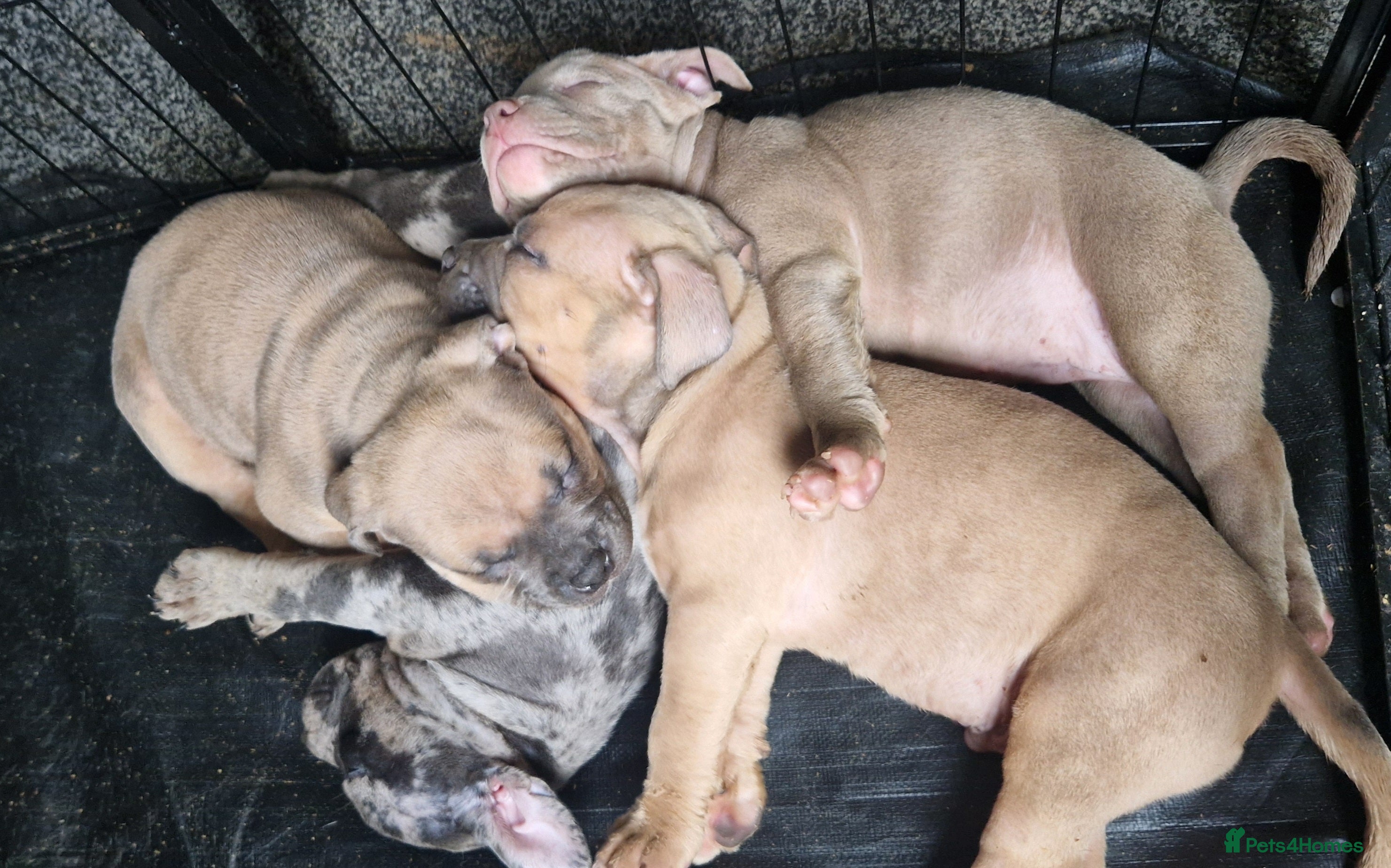 American Bully dogs Pocket bully pups - Advert 10