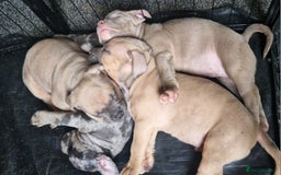 American Bully dogs for sale: Pocket bully pups - Image 7