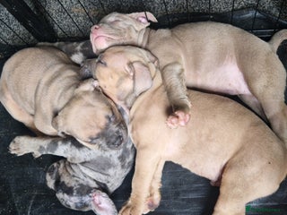 American Bully dogs - Advert 30
