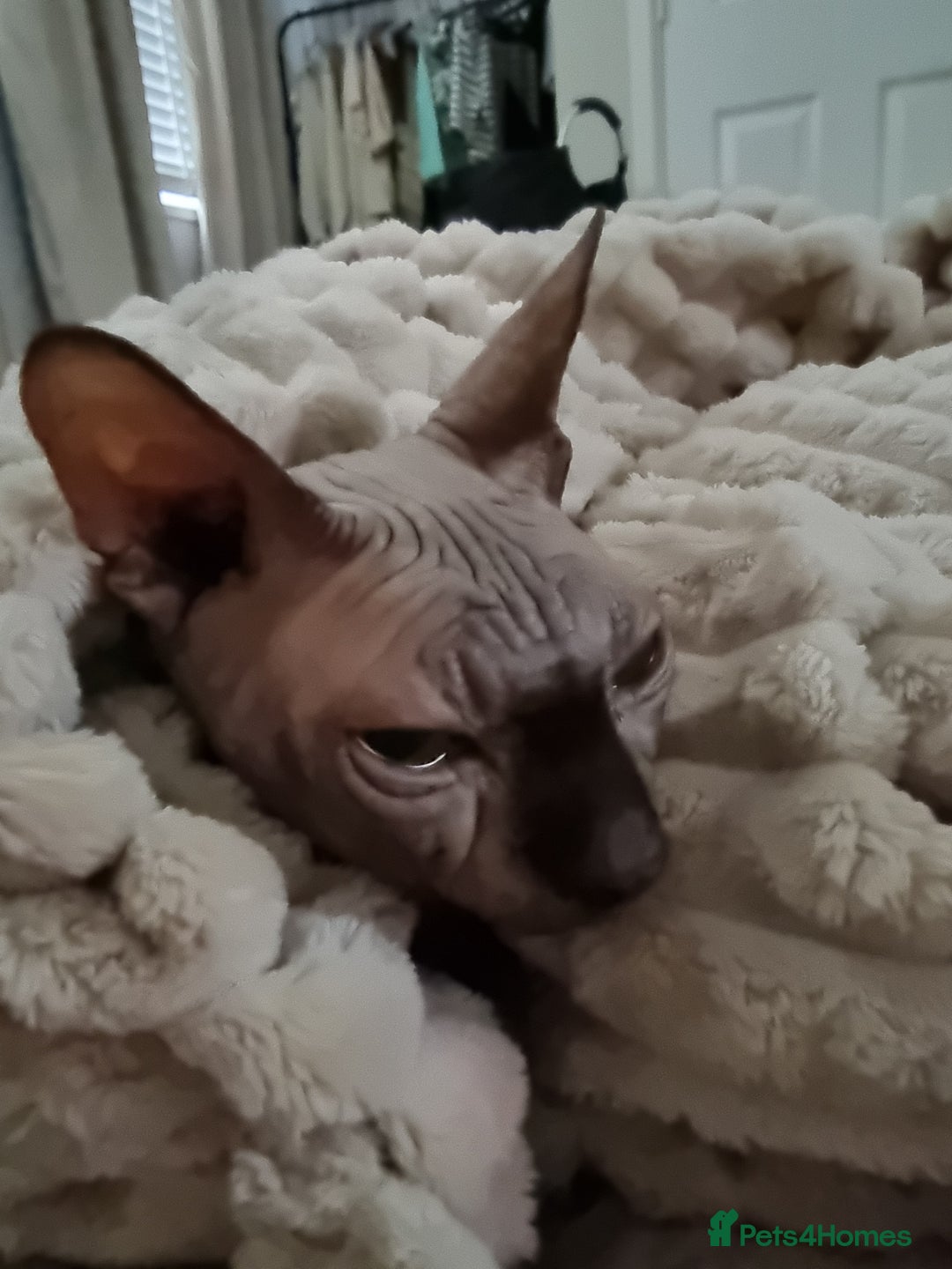 Sphynx cats for sale: Mr wrinkles sphynx male cat  - Image 2