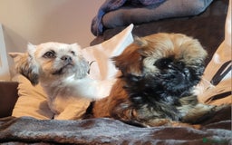 Shih Tzu dogs for sale: One beautiful little girl ready friday - Image 7