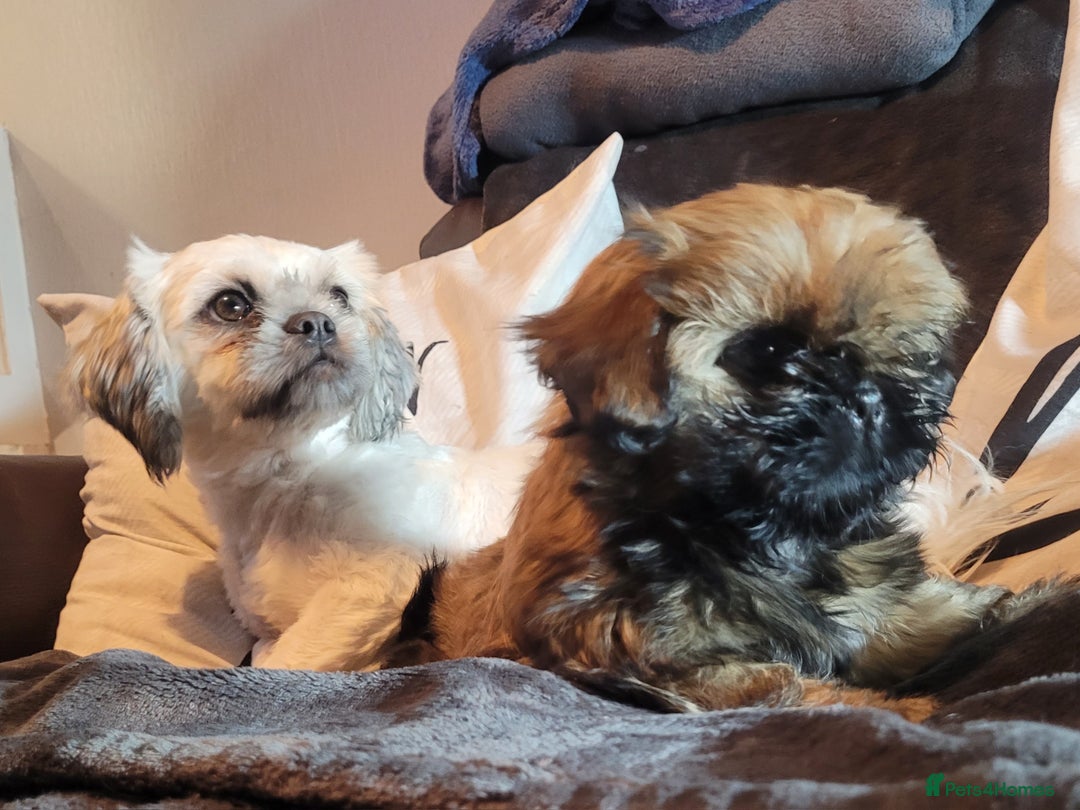 Shih Tzu dogs for sale: One beautiful little girl ready friday - Image 7