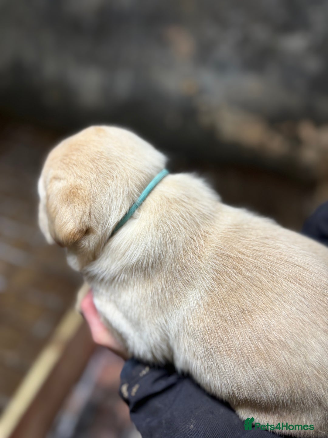 Labrador Retriever dogs for sale: Beautiful health tested Labrador puppies  - Advert 16