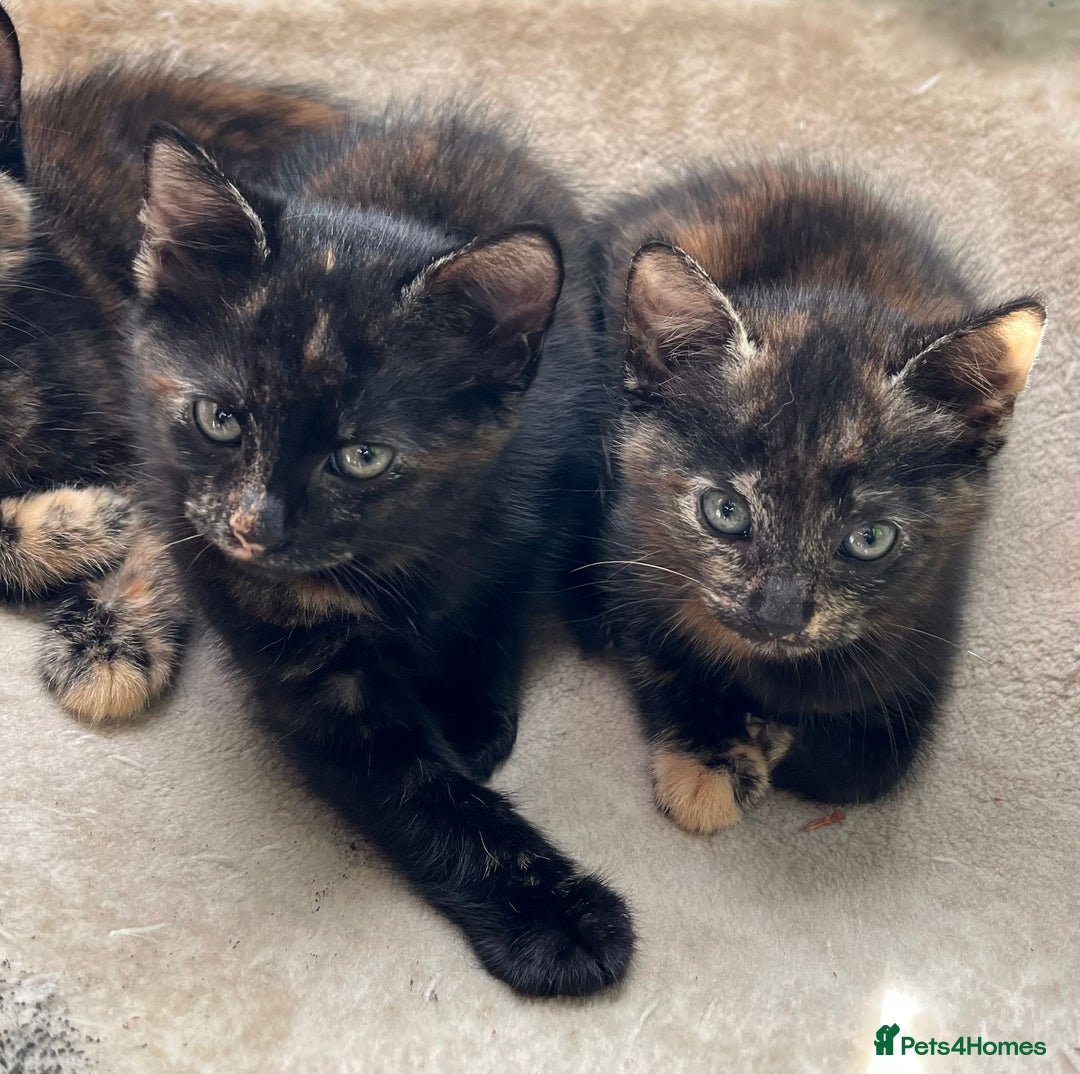 British Longhair cats for sale: 3 baby kittens house trained needing a new home - Image 4