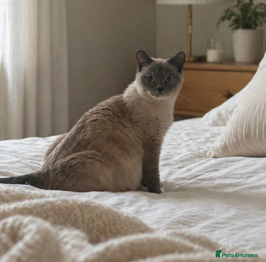 British Shorthair cats for sale: 5* TICA reg kittens health tested parents  - Advert 6
