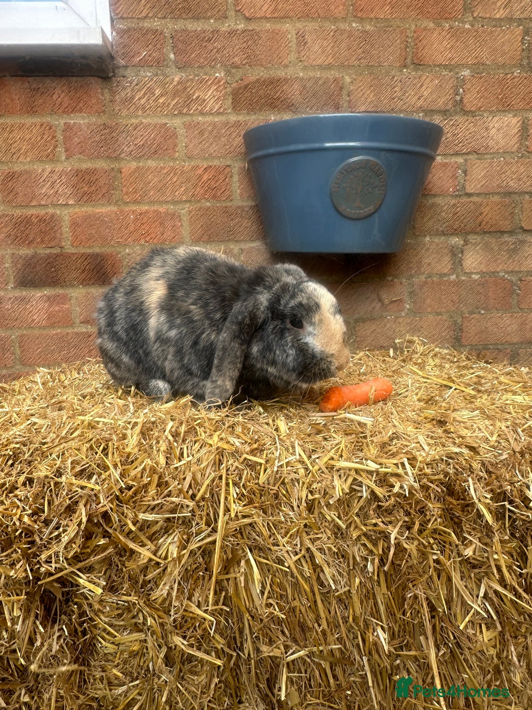 English Lop rabbits for sale: Pair of bonded male and female lops  - Image 3