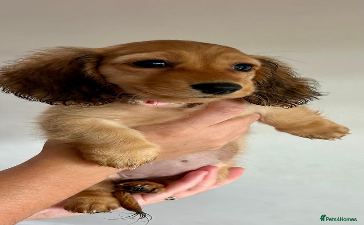 Miniature Dachshund dogs - Advert 11