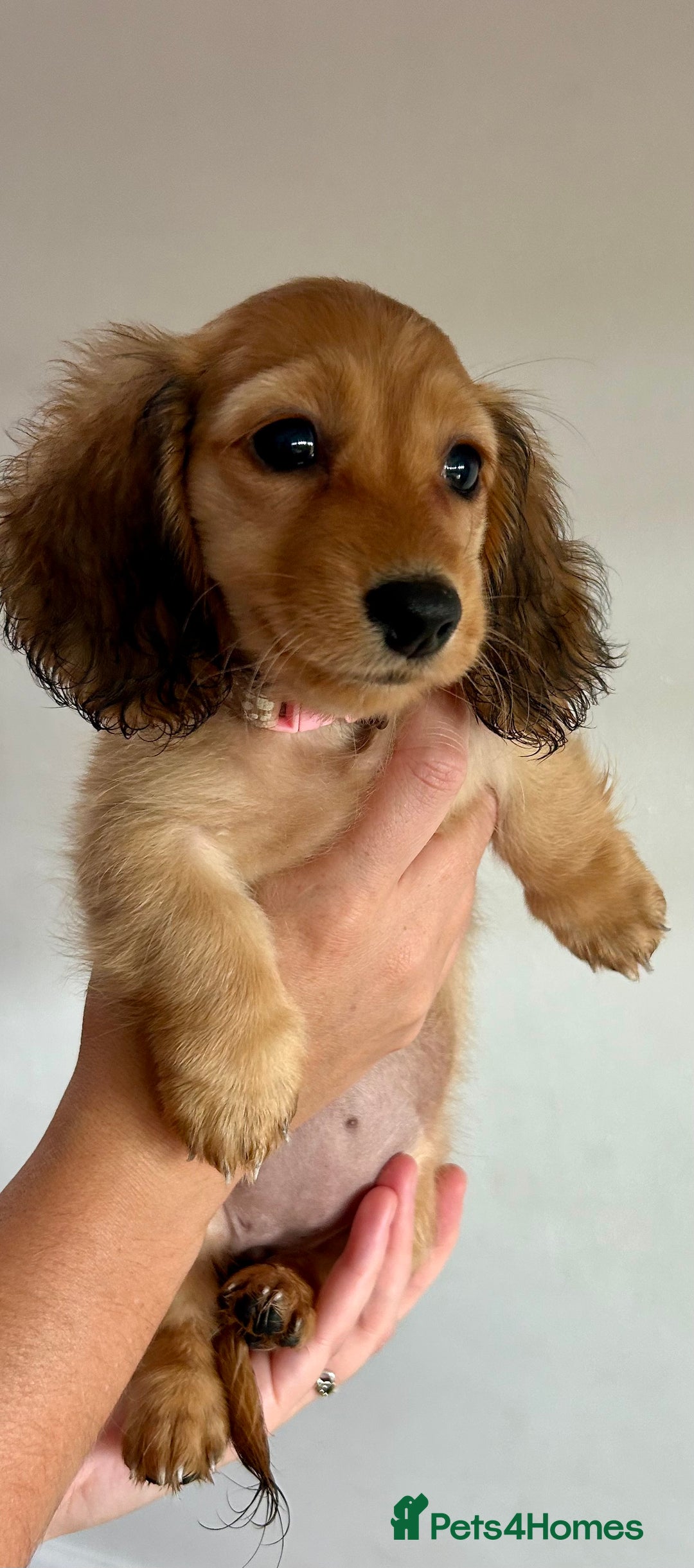 Miniature Dachshund dogs for sale:  Ready to leave - Long Haired Miniature Dachshund  - Image 10