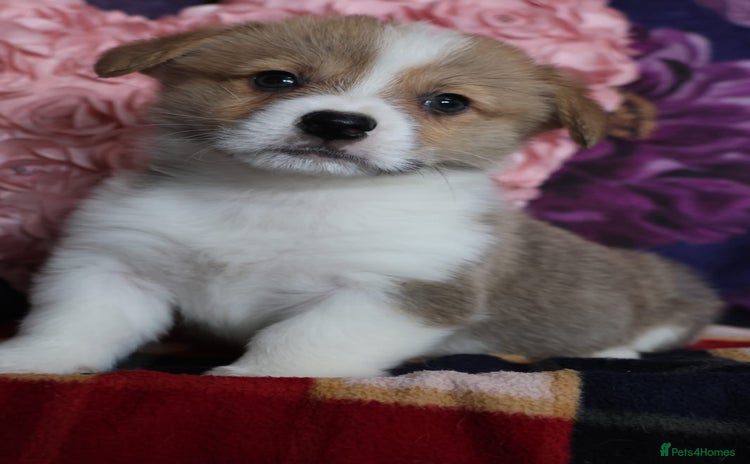 Welsh Corgi Pembroke dogs - Advert 1