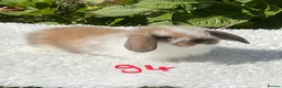 Mini Lop rabbits for sale: Pure bred mini lops baby rabbits . - Advert 6