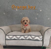Poochon dogs - Advert 6