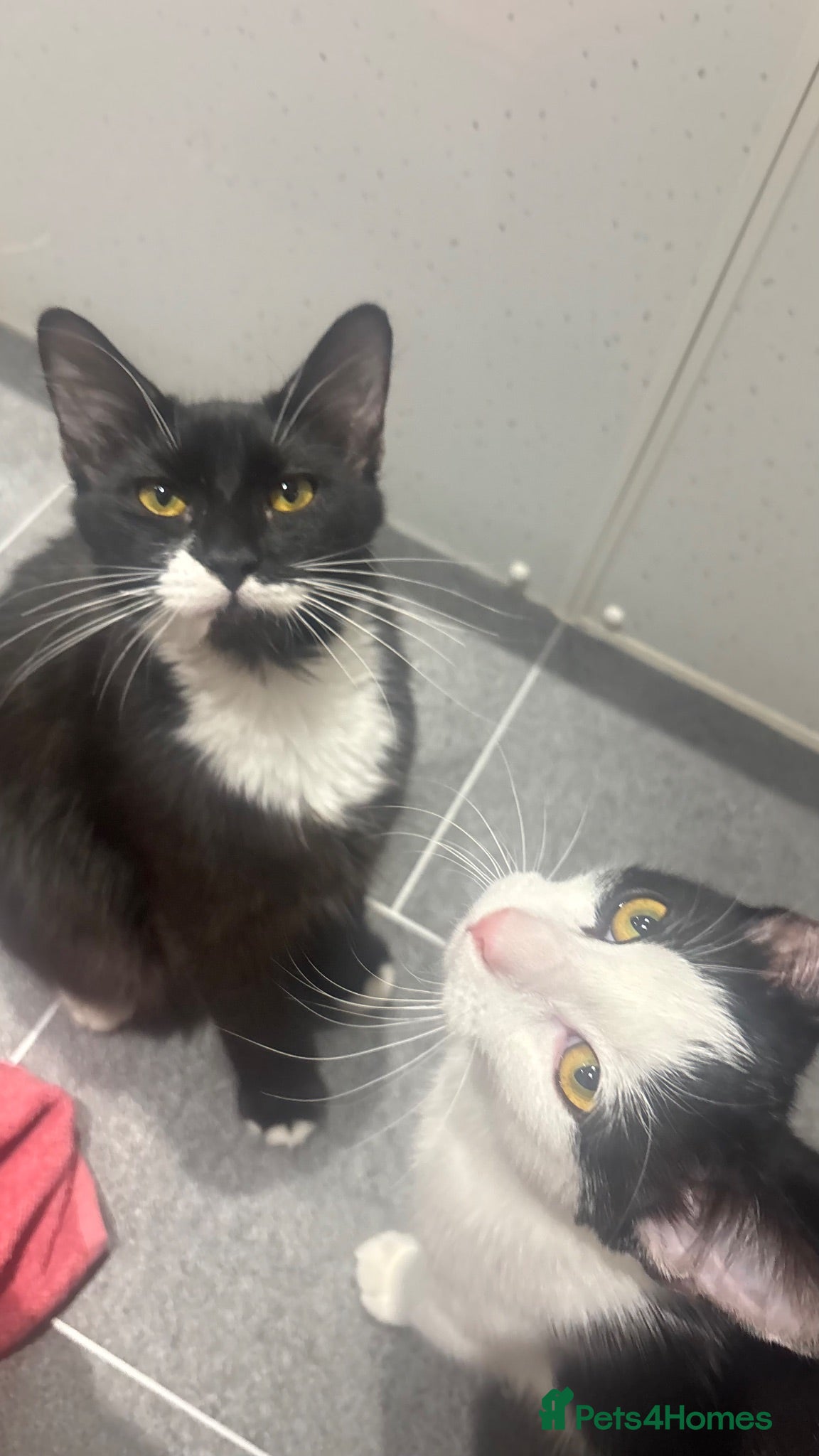 Domestic Shorthair cats two cats in need of rehoming asap - Advert 17