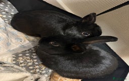 Dwarf Lop rabbits for sale: Black Dwaf Rabbits  - Image 1
