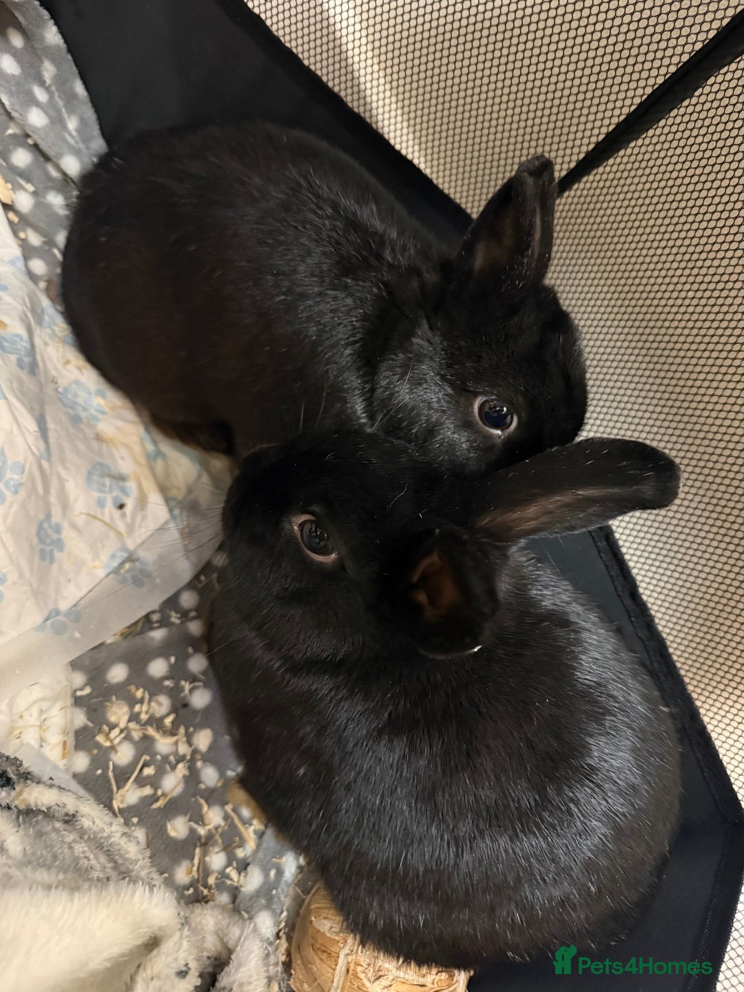 Dwarf Lop rabbits for sale: Black Dwaf Rabbits  - Image 1