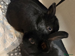 Dwarf Lop rabbits - Advert 17