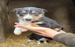 Border Collie dogs for sale: Wonderful black/white/tri border collie puppies  - Image 10