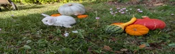 Mini Lop rabbits for sale: Stunning Home-Raised Mini Lops- mixed litter - Advert 11