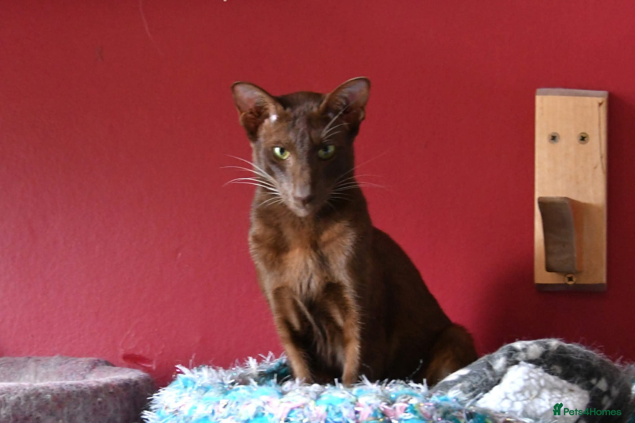 Mixed Breed cats Two young adult boys -oriental and brit lookalike - Advert 1