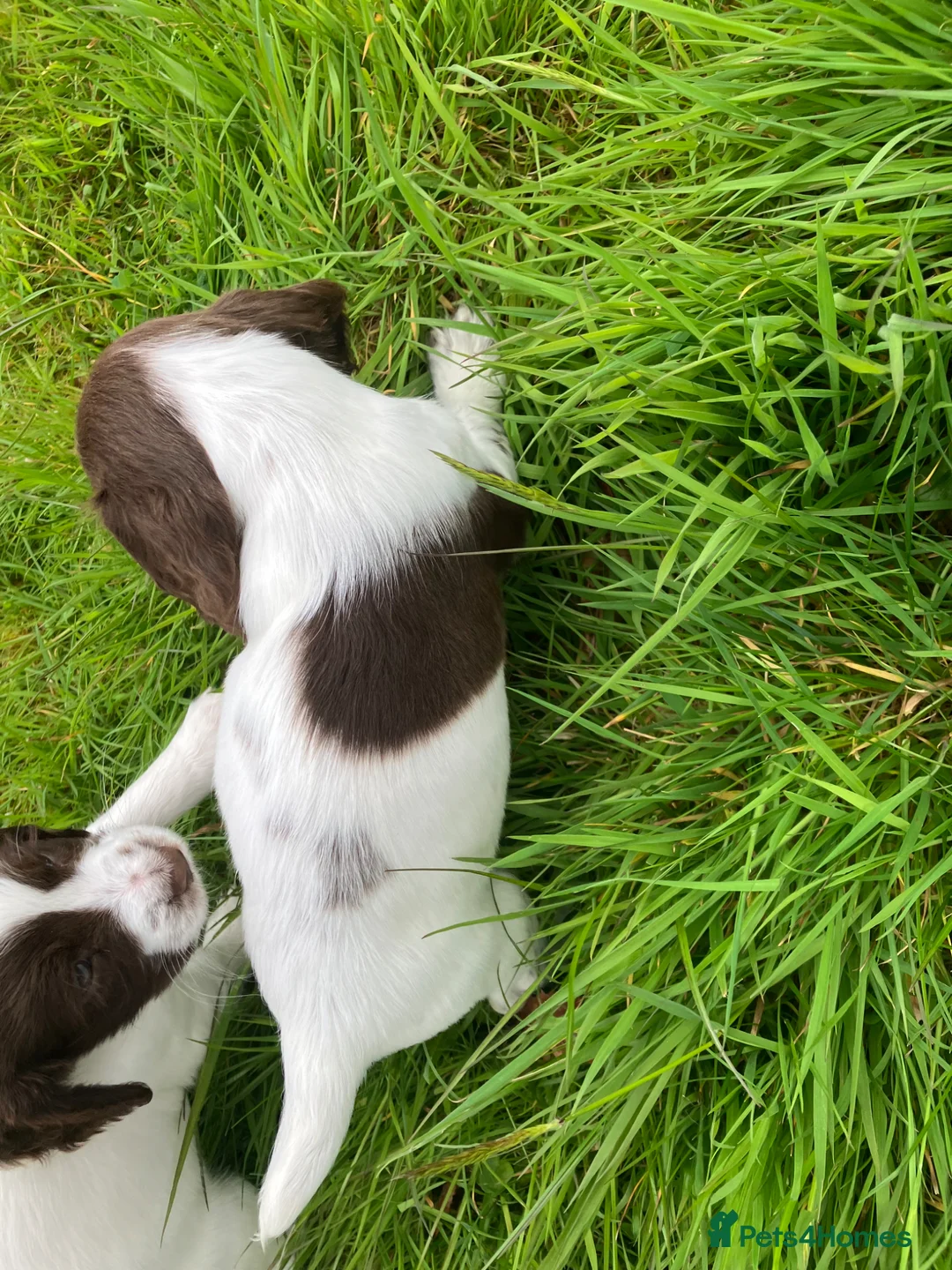 English Springer Spaniel dogs for sale: Springer spaniel pups in Colyton - Advert 5