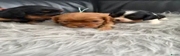 Cavalier King Charles Spaniel dogs for sale: KC REG EXTENSIVELY HEALTH TESTED CAV BABIES  - Advert 4