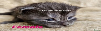 Maine Coon Kitten 7
