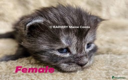 Maine Coon cats for sale: Quality Maine Coon kittens TICA registered  - Image 10