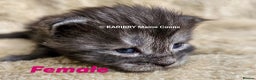 Maine Coon cats for sale: Quality Maine Coon kittens TICA registered  - Advert 23