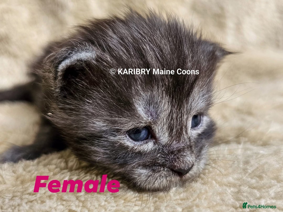 Maine Coon cats for sale: Quality Maine Coon kittens TICA registered  - Image 10