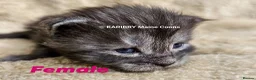 Maine Coon cats for sale: Quality Maine Coon kittens TICA registered  - Advert 15