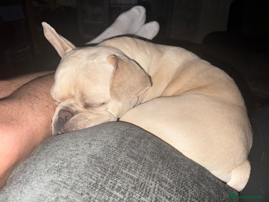 French Bulldog dogs for sale: Beige/White French Bulldog Mix - Image 2