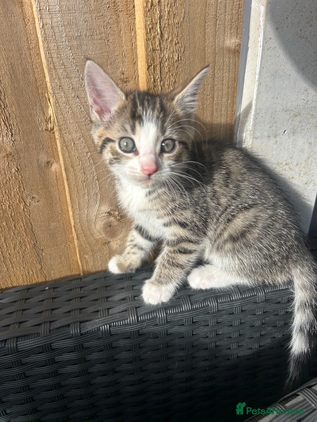 Mixed Breed cats for sale: Cheeky fluffy kittens in Carlisle - Advert 25
