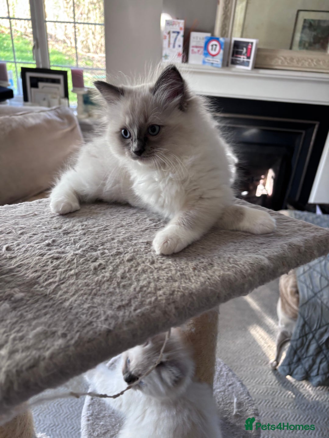 Ragdoll cats for sale: 4 Ragdoll kittens looking for their  forever home - Image 2