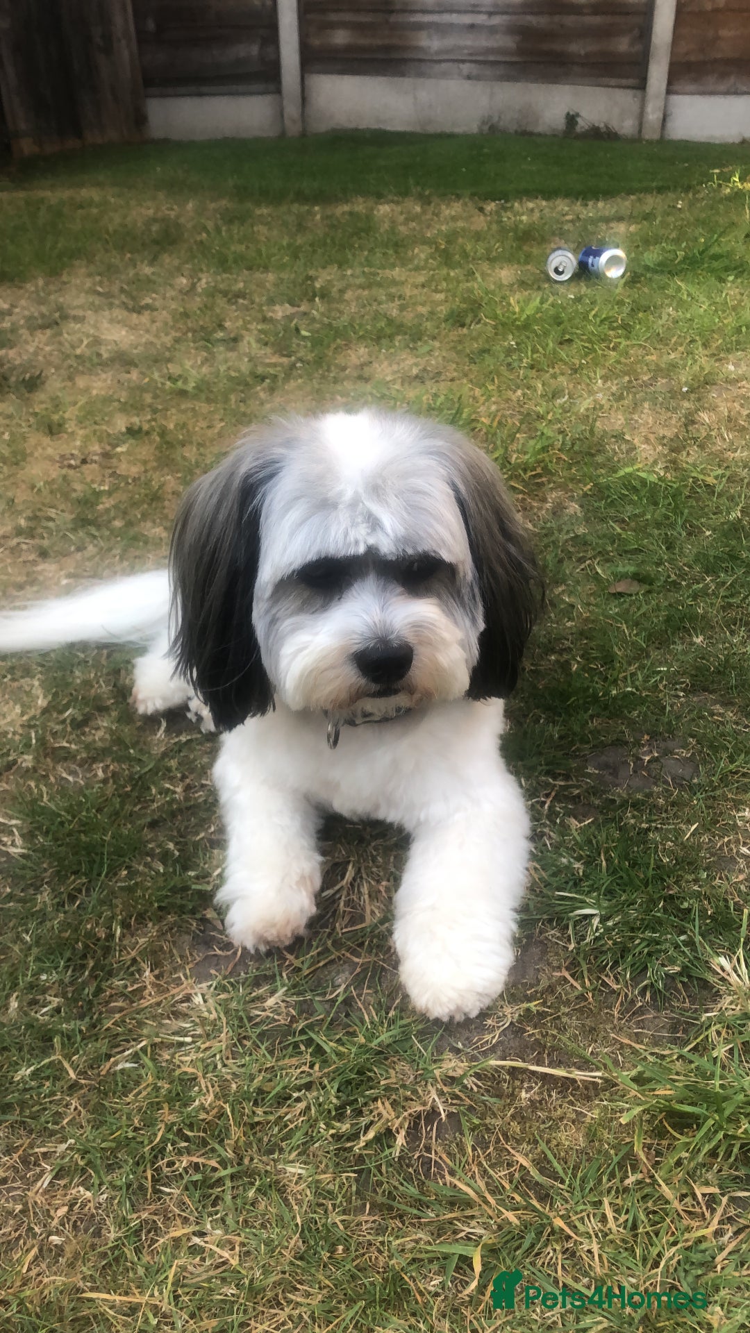 Lhasa Apso dogs for stud: Stud wanted to breed  - Advert 1