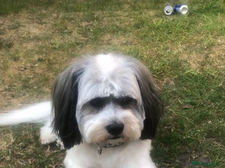 Lhasa Apso dogs Stud wanted to breed - Advert 1