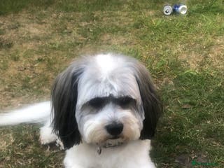Lhasa Apso dogs Stud wanted to breed - Advert 5