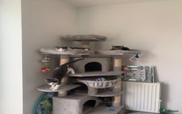 Domestic Shorthair cats for sale: Beautiful kittens ready to go 🐈‍⬛ - Image 11