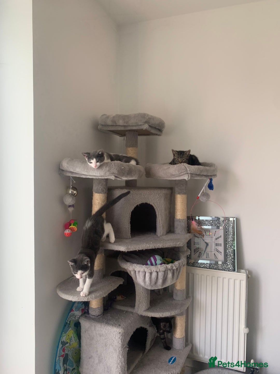 Domestic Shorthair cats for sale: Beautiful kittens ready to go 🐈‍⬛ - Image 11