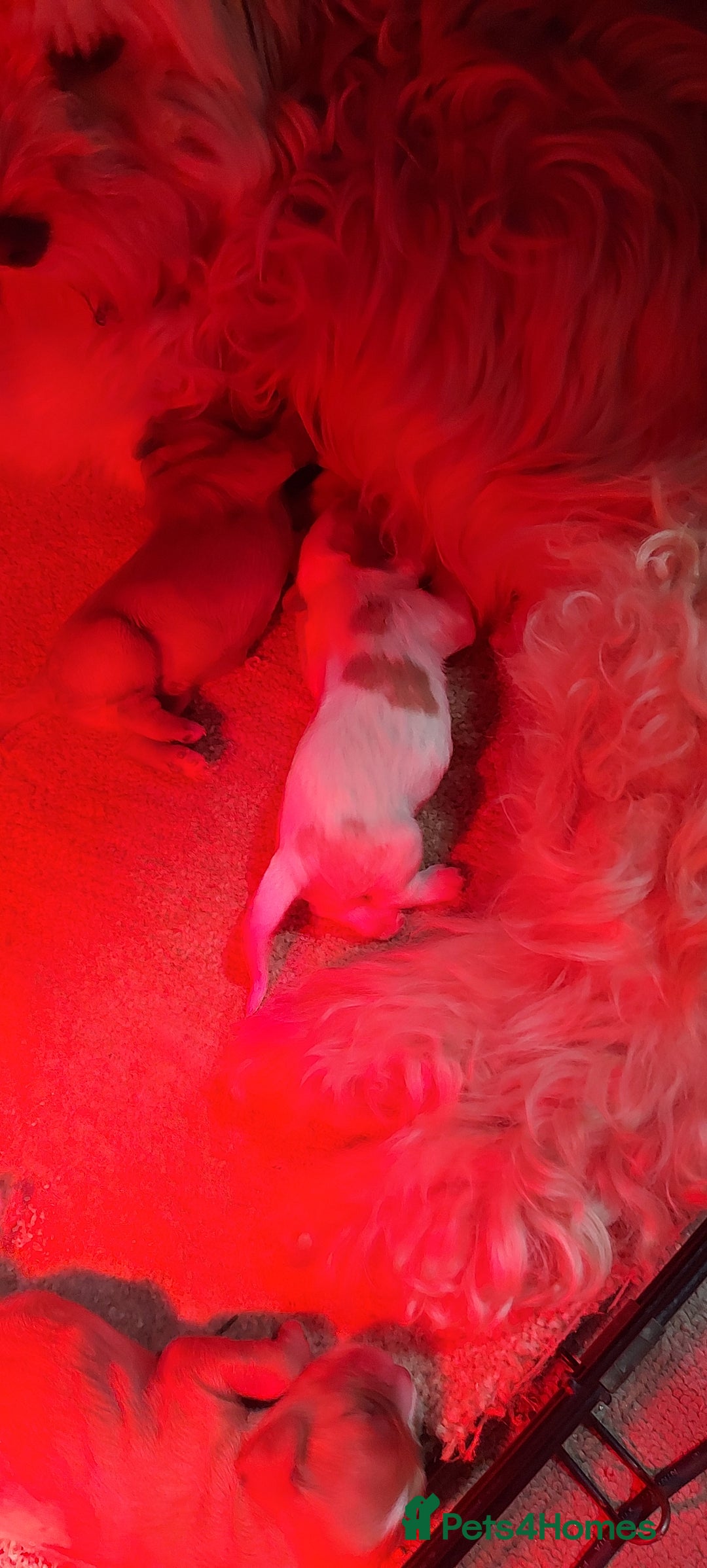 Cavachon dogs for sale: 6 beautiful cavachon puppies for sale - Advert 6