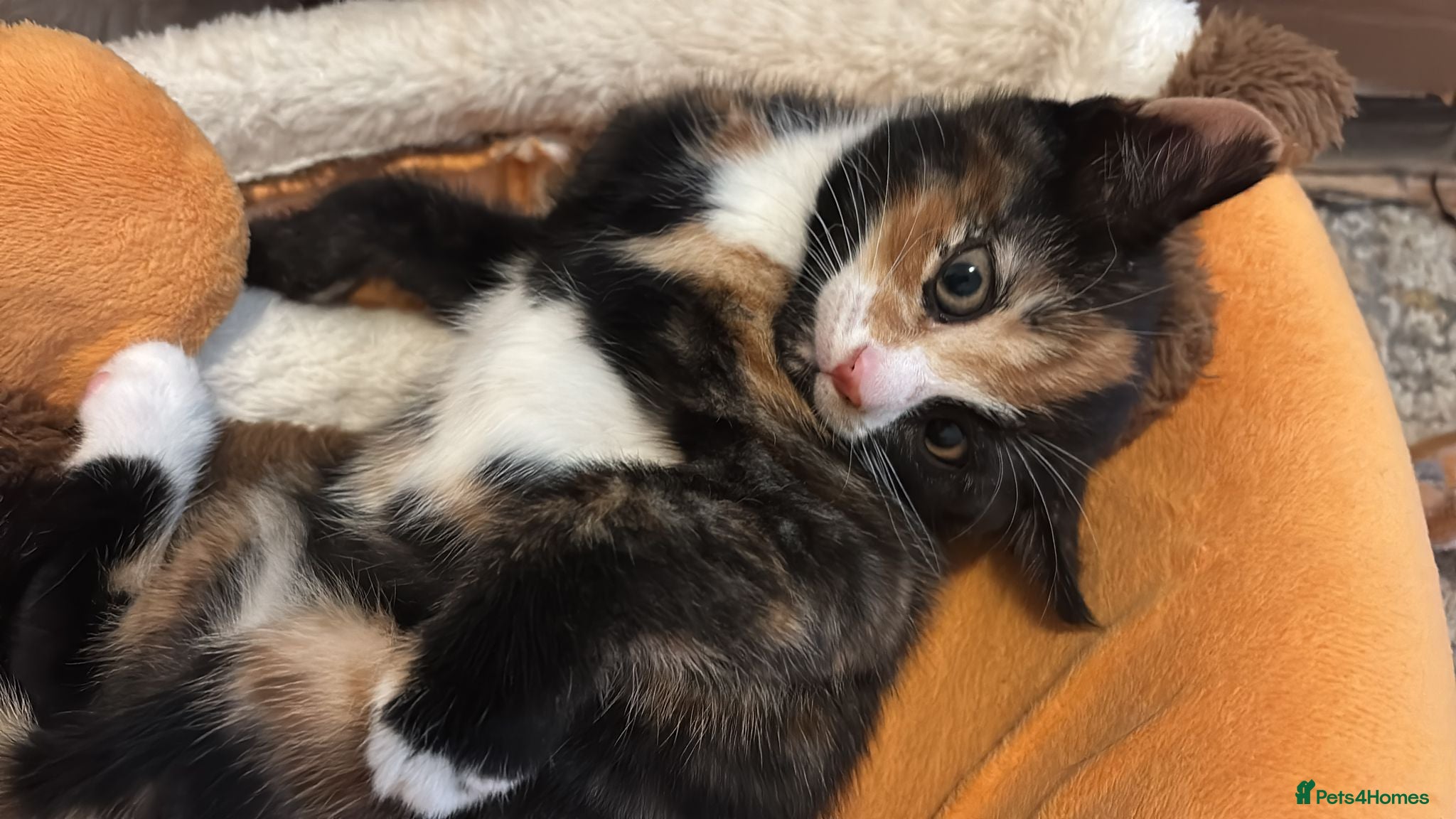 Mixed Breed cats for sale: Healthy kittens for sale  - Advert 5