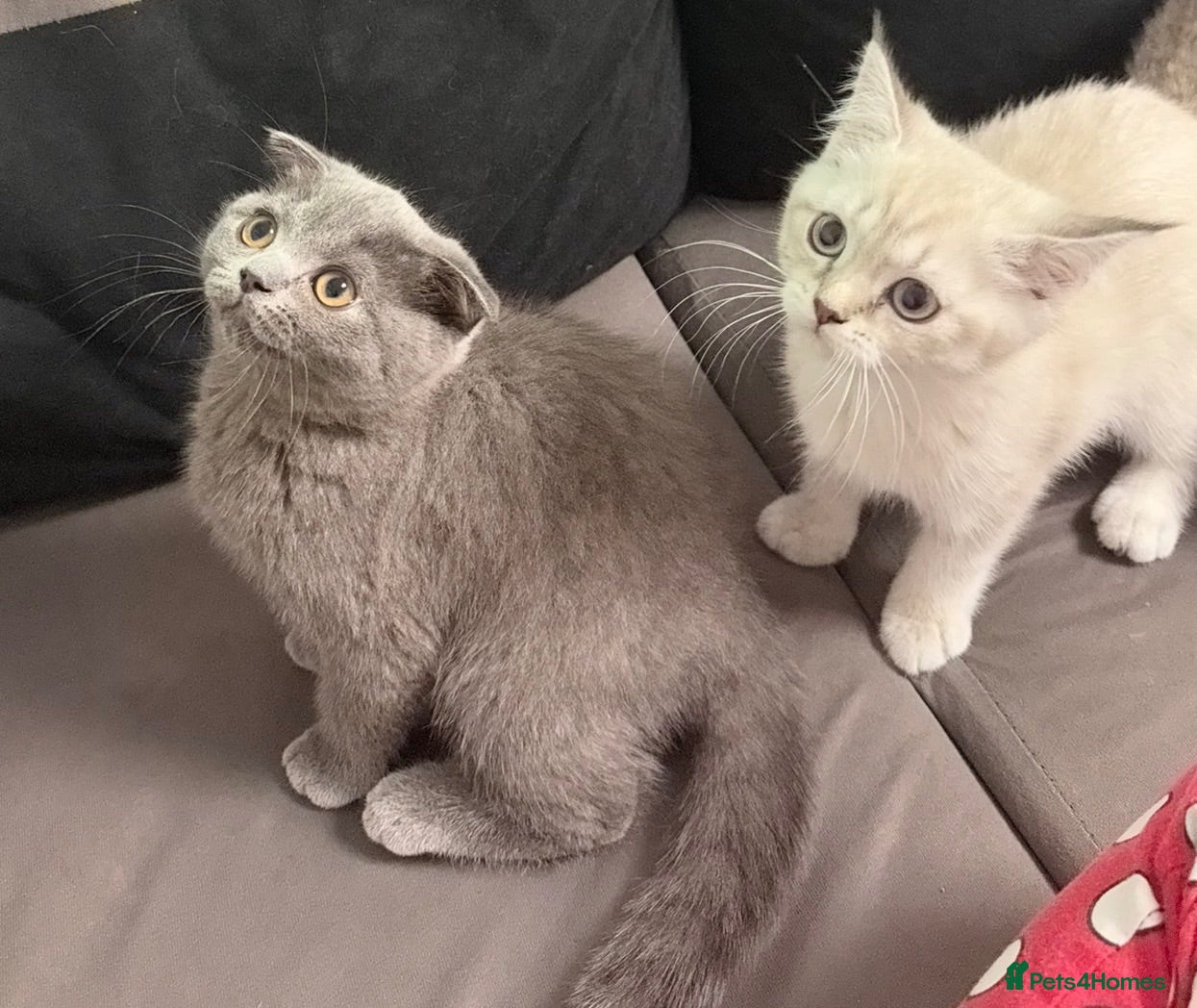 Scottish Fold cats Beautiful Scottish Fold&Straight Kittens–Ready Now - Advert 3