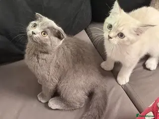 Scottish Fold cats Beautiful Scottish Fold&Straight Kittens–Ready Now - Advert 3
