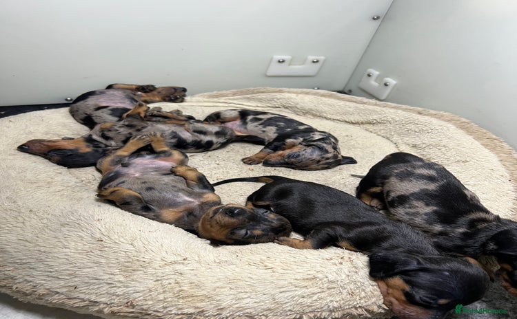 Miniature Dachshund dogs - Advert 9