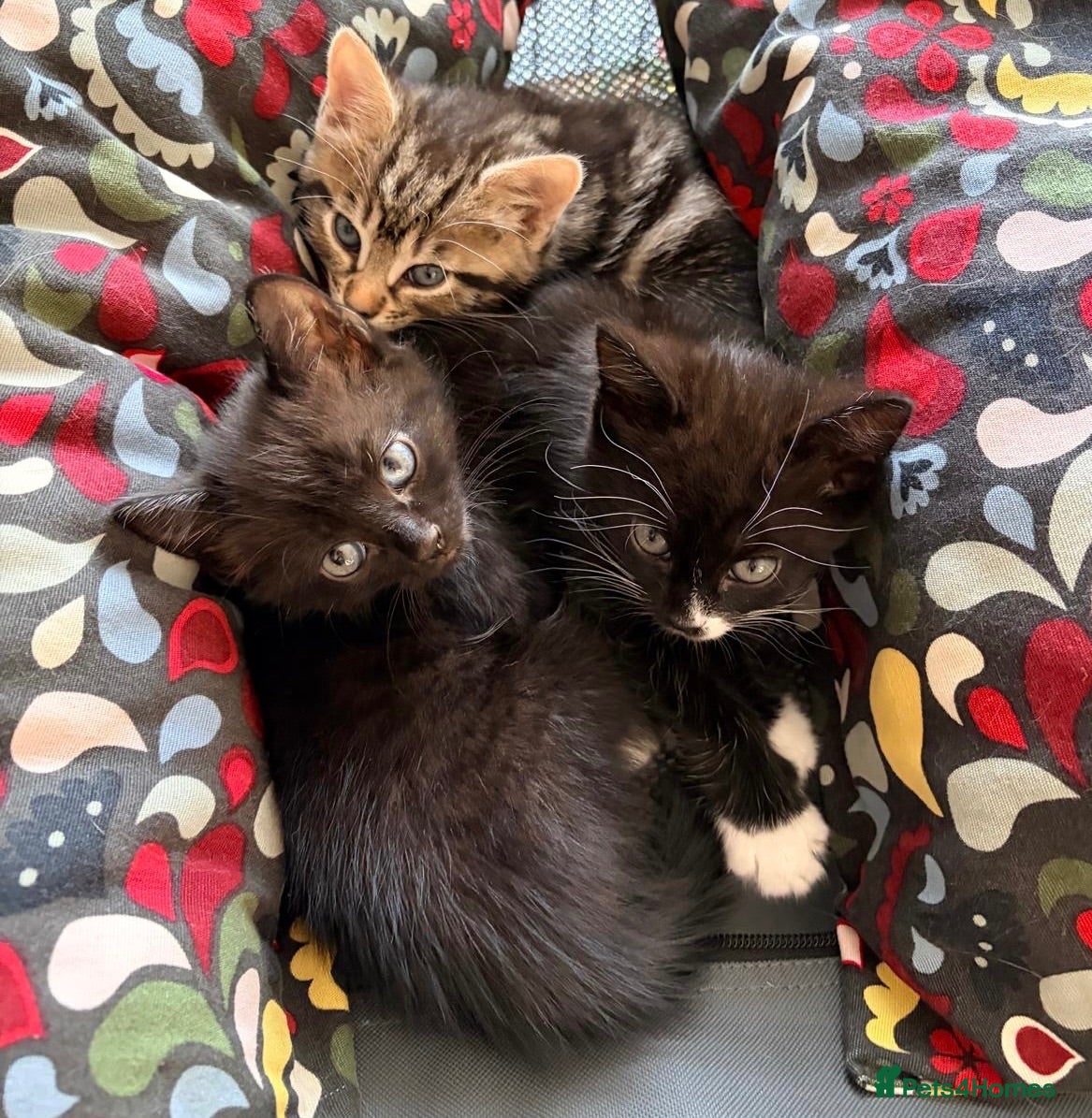 Mixed Breed cats Friendly Kittens Raised Around Dog and Toddler - Advert 2