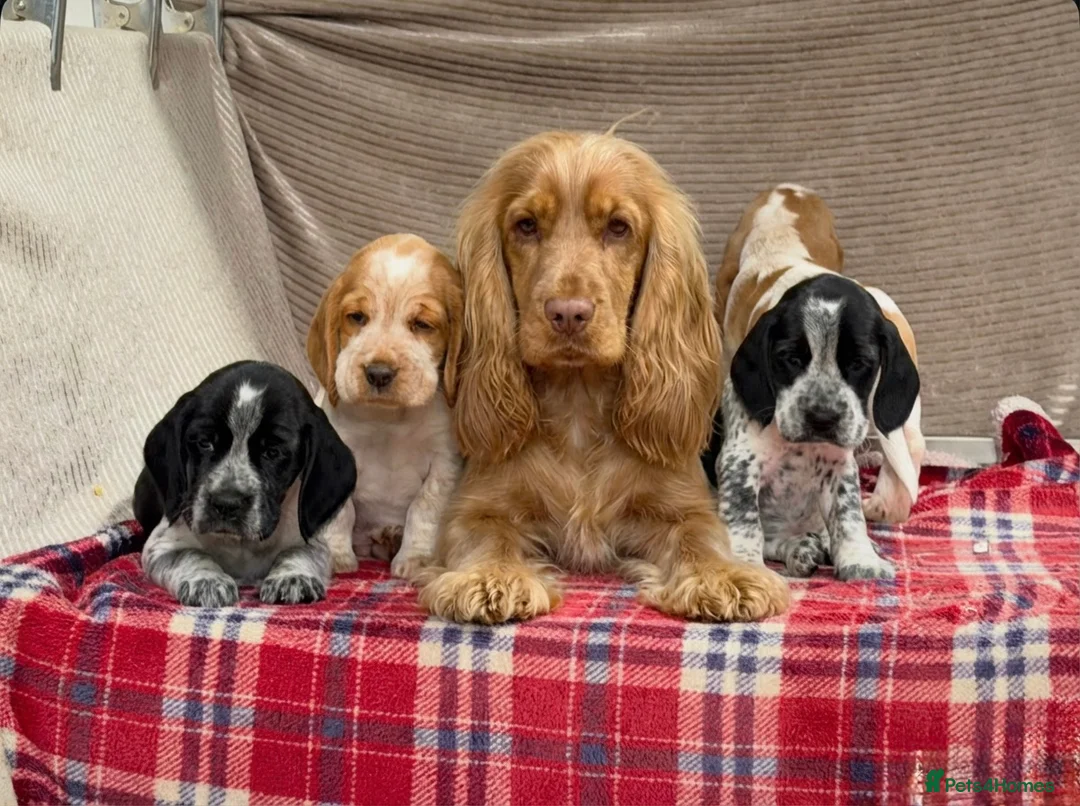 Bocker dogs for sale: STUNNING COCKER X BEAGLE PUPPIES  - Advert 14