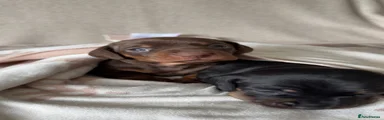 Miniature Dachshund 1