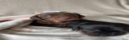 Miniature Dachshund dogs for sale: Miniature Smooth haired Dachshund Puppies MALE  - Advert 2