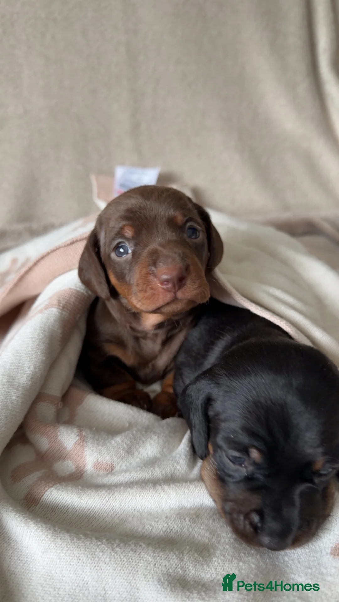 Miniature Dachshund dogs for sale: Miniature Smooth haired Dachshund Puppies MALE  - Advert 2
