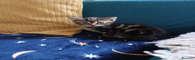 British Shorthair Kitten 4