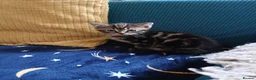 British Shorthair cats for sale: Black and tabby kittens looking for a new home - Advert 5