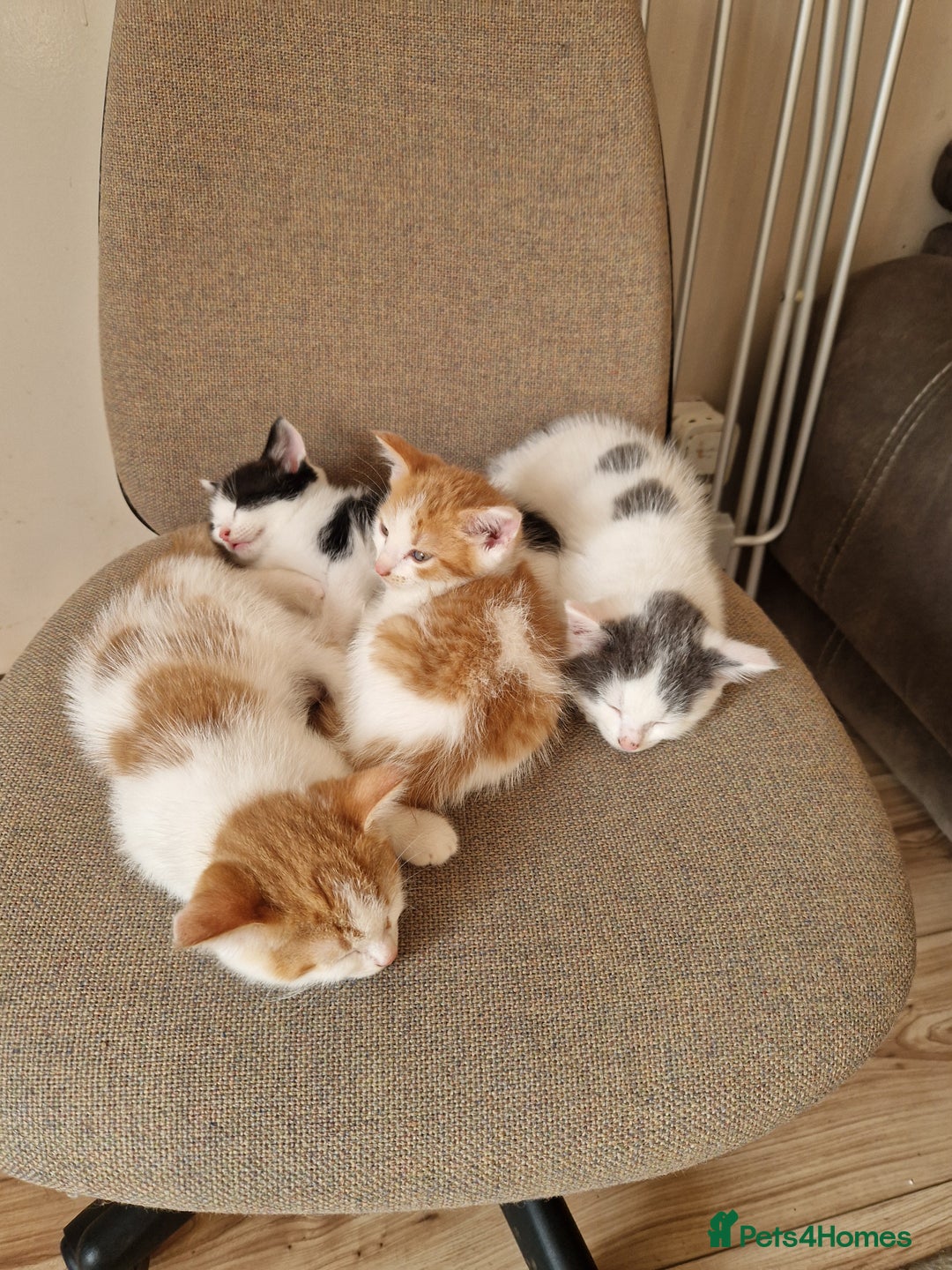 Mixed Breed cats for sale: Kittens for sale  - Image 12